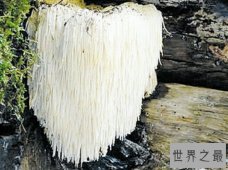 【图】植物恶魔雪茄不仅长得像雪茄，而且还会吹口哨