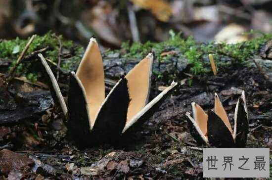 【图】植物恶魔雪茄不只长得像雪茄，而且还会吹口哨