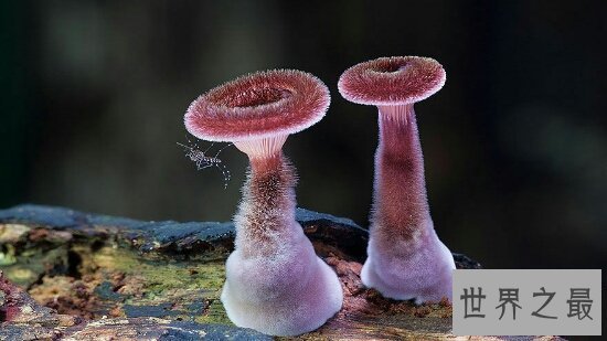 【图】植物恶魔雪茄不只长得像雪茄，而且还会吹口哨