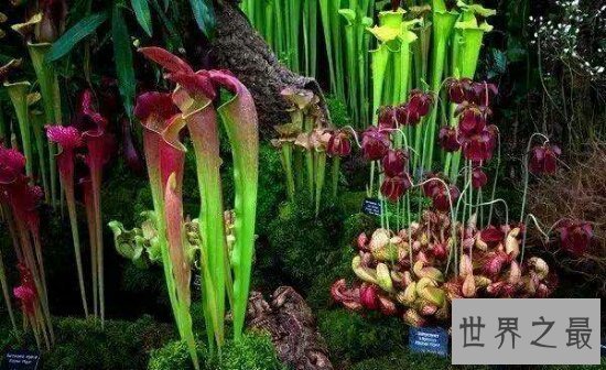 【图】世界上最恐惧的花 食人花(乘你不留意一口吞下
