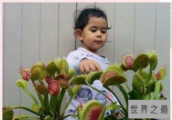 【图】世界上最恐惧的花 食人花(乘你不留意一口吞下