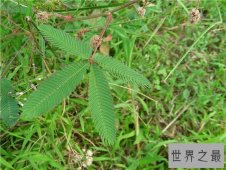 【图】含羞草怎么养 七大注意事项让你养殖事半功倍