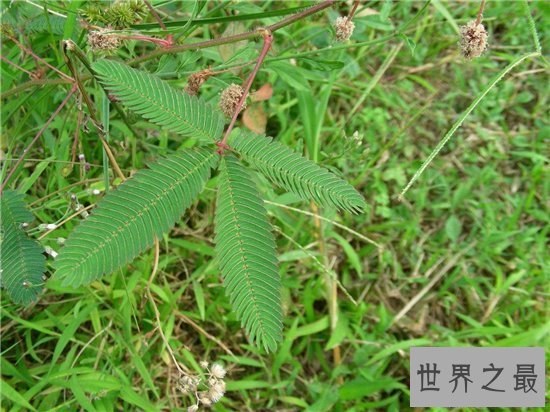 【图】含羞草怎样养 七大留意事项让你养殖事倍功半