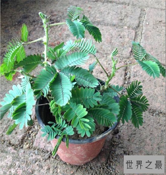 【图】含羞草怎样养 七大留意事项让你养殖事倍功半