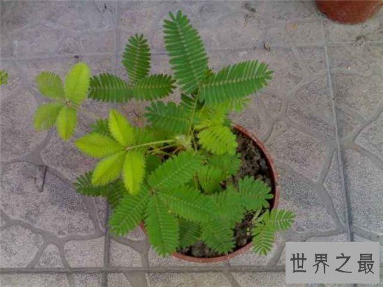 【图】含羞草怎样养 七大留意事项让你养殖事倍功半