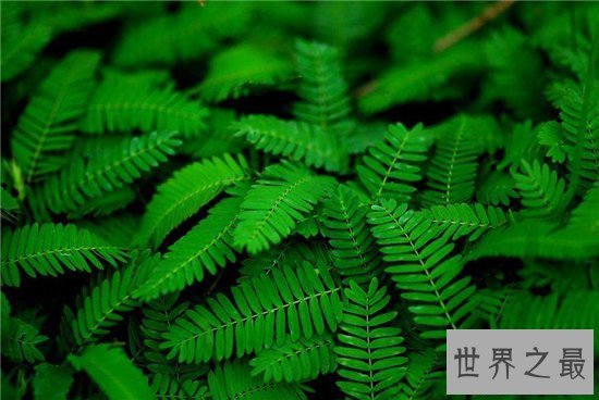 【图】含羞草怎样养 七大留意事项让你养殖事倍功半