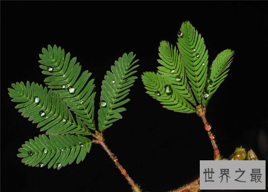 【图】含羞草怎样养 七大留意事项让你养殖事倍功半