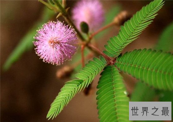 【图】含羞草怎样养 七大留意事项让你养殖事倍功半