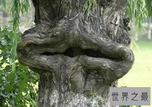 【图】世界上可怕的植物食人柳，柳枝可能勒死猎物