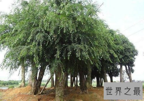 【图】世界上可怕的植物食人柳，柳枝可能勒死猎物