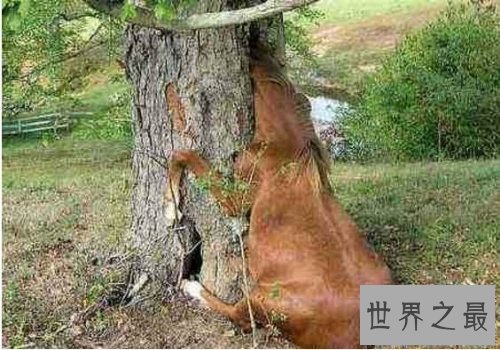 【图】世界上可怕的植物食人柳，柳枝可能勒死猎物