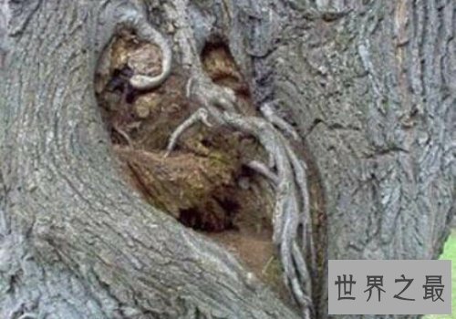 【图】世界上可怕的植物食人柳，柳枝可能勒死猎物