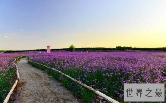 【图】薰衣草的花语代表期待恋情，关于薰衣草漂亮的