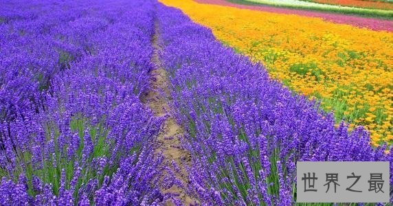 【图】薰衣草的花语代表期待恋情，关于薰衣草漂亮的