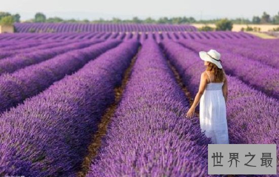 【图】薰衣草的花语代表期待恋情，关于薰衣草漂亮的