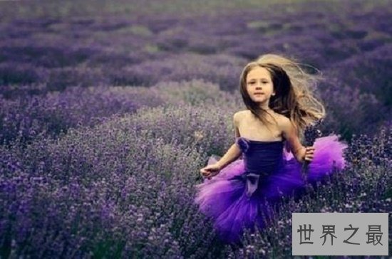 【图】薰衣草的花语代表期待恋情，关于薰衣草漂亮的