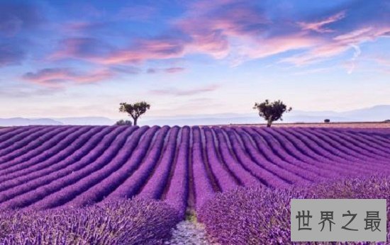 【图】薰衣草的花语代表期待恋情，关于薰衣草漂亮的