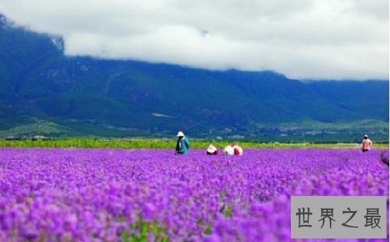 【图】薰衣草的花语代表期待恋情，关于薰衣草漂亮的