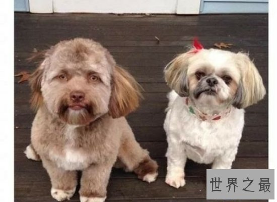 【图】惊悚！人面狗脸部竟然和人面惊人相似