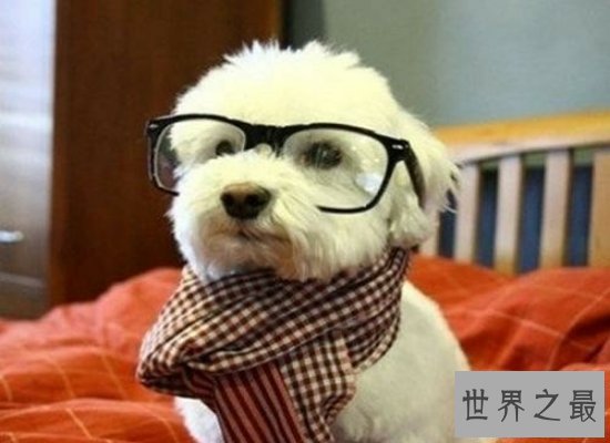 【图】惊悚！人面狗脸部竟然和人面惊人相似