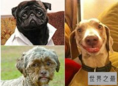 【图】惊悚！人面狗脸部竟然和人面惊人相似