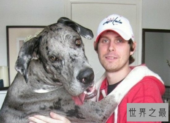 【图】惊悚！人面狗脸部竟然和人面惊人相似