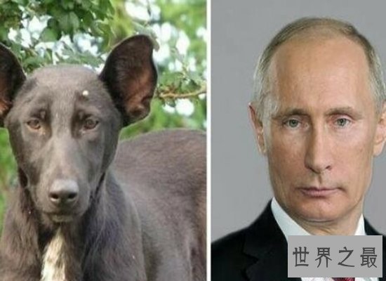 【图】惊悚！人面狗脸部竟然和人面惊人相似