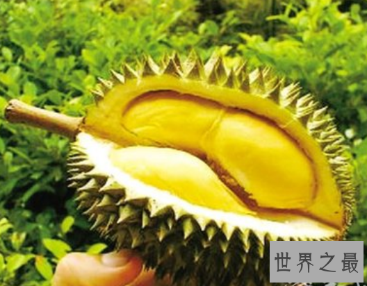 【图】榴莲的效用与作用，挽救痛经到打滚的你(还有滋