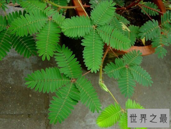 【图】含羞草有毒吗？牛吃了含羞草也会中毒