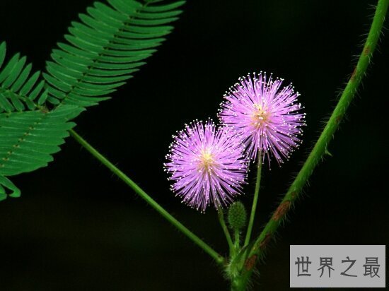 【图】含羞草有毒吗？牛吃了含羞草也会中毒