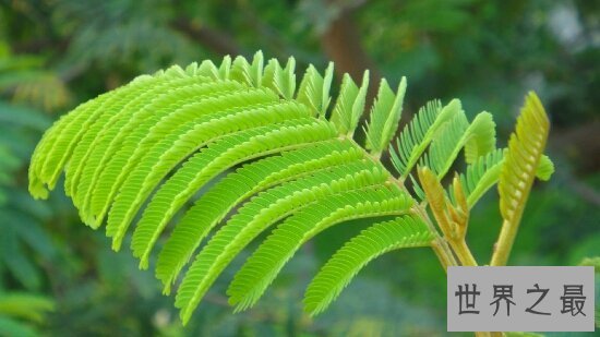 【图】含羞草有毒吗？牛吃了含羞草也会中毒