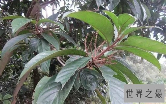 【图】世界最神奇的树之一牛奶树 能代替奶牛产生牛奶