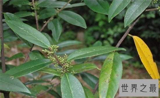 【图】世界最神奇的树之一牛奶树 能代替奶牛产生牛奶