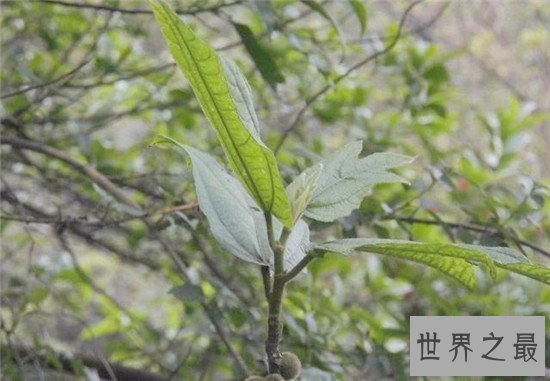 【图】世界最神奇的树之一牛奶树 能代替奶牛产生牛奶