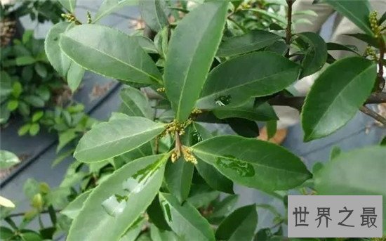 【图】世界最神奇的树之一牛奶树 能代替奶牛产生牛奶