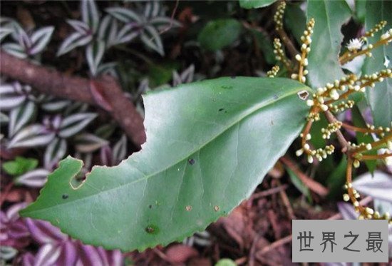 【图】世界最神奇的树之一牛奶树 能代替奶牛产生牛奶