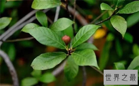 【图】世界最神奇的树之一牛奶树 能代替奶牛产生牛奶