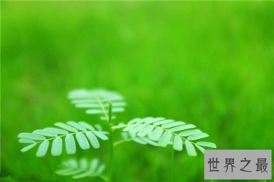 【图】含羞草有毒吗 家里种植过多含羞草真的会致命