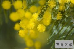 【图】含羞草有毒吗 家里种植过多含羞草真的会致命