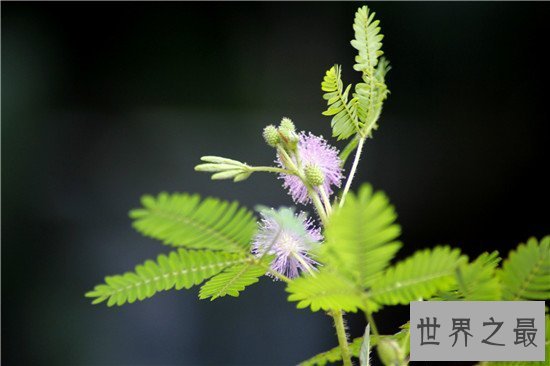 【图】含羞草有毒吗 家里种植过多含羞草真的会致命