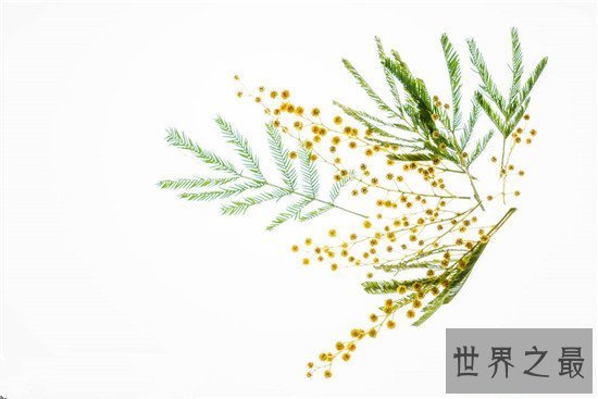 【图】含羞草有毒吗 家里种植过多含羞草真的会致命