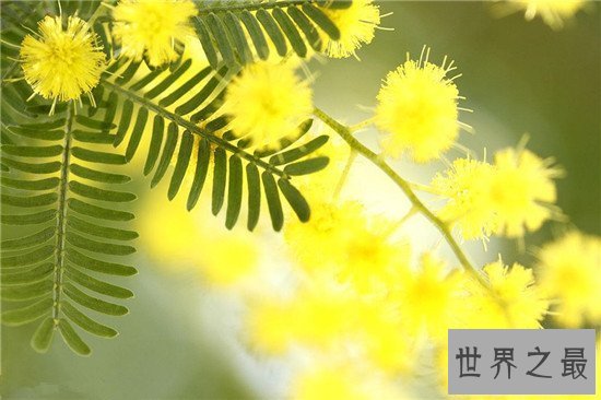 【图】含羞草有毒吗 家里种植过多含羞草真的会致命