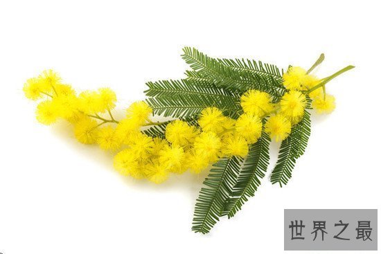 【图】含羞草有毒吗 家里种植过多含羞草真的会致命