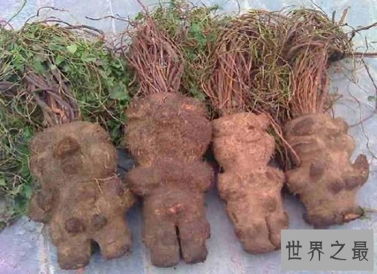 【图】长相奇葩的何首乌图片看这里哦！它是一种珍贵