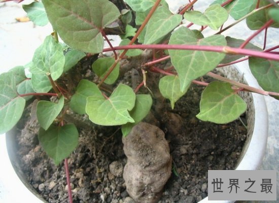 【图】长相奇葩的何首乌图片看这里哦！它是一种珍贵