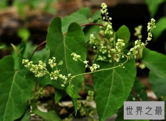 【图】长相奇葩的何首乌图片看这里哦！它是一种珍贵