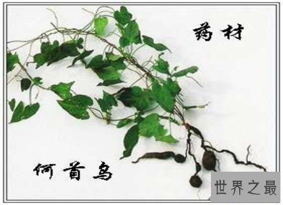 【图】长相奇葩的何首乌图片看这里哦！它是一种珍贵