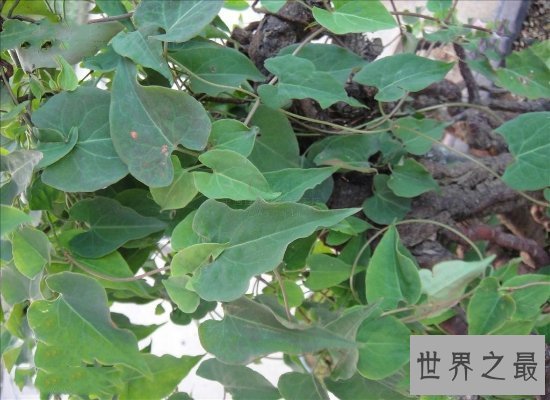 【图】长相奇葩的何首乌图片看这里哦！它是一种珍贵