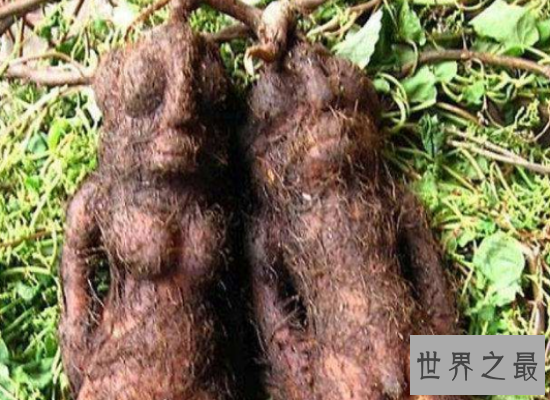 【图】长相奇葩的何首乌图片看这里哦！它是一种珍贵