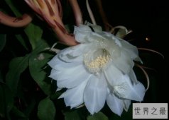 【图】十朵在夜晚盛开的最美丽花朵 茉莉花位居榜首